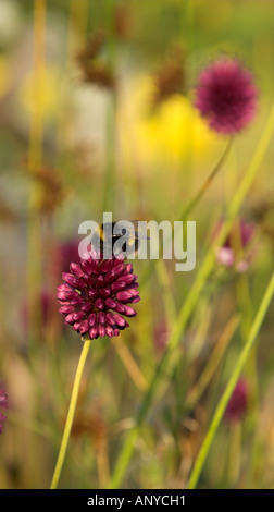 Hummel auf einer Alium Blume vor einem verschwommenen Hintergrund hautnah. Stockfoto