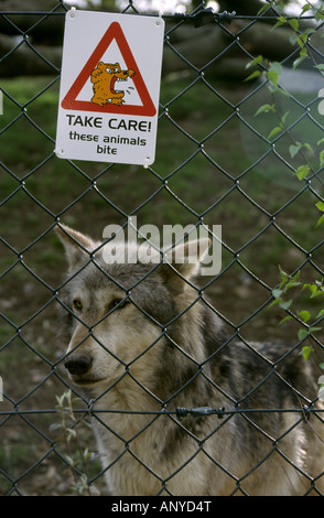 Ein Holzwolf (Canus Lupus) hinter einem Zaun mit einem Schild, auf dem steht, achten Sie darauf, dass diese Tiere im Chester Zoo beißen. Vereinigtes Königreich Stockfoto