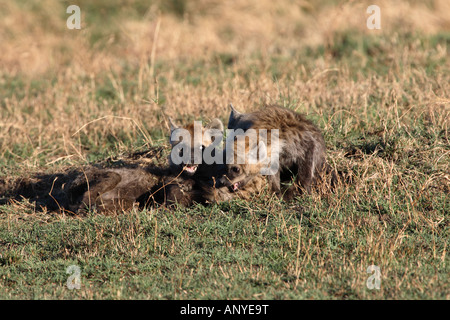 Spielen Kampf Hyäne Cubs Stockfoto