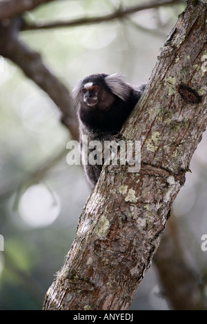 Mico Sagui schwarz-getuftete Marmoset Callithrix Penicillata, auch bekannt als die schwarzen Bleistift Marmoset in Ilha Grande Brasilien Stockfoto