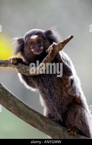 Mico Sagui schwarz-getuftete Marmoset Callithrix Penicillata, auch bekannt als die schwarzen Bleistift Marmoset in Ilha Grande Brasilien Stockfoto