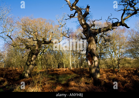 Verfallende Eiche auf dem Gelände des Blenheim Palace, Woodstock, Oxfordshire, Vereinigtes Königreich. Stockfoto