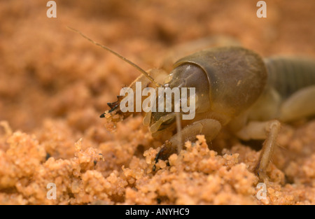 Mole Cricket (Gryllotalpa Gryllotalpa) Graben gräbt im Sand, Doñana NP, Spanien Stockfoto