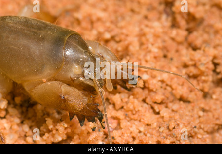 Mole Cricket (Gryllotalpa Gryllotalpa) Graben gräbt im Sand, Doñana NP, Spanien Stockfoto