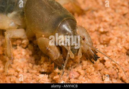 Mole Cricket (Gryllotalpa Gryllotalpa) Graben gräbt im Sand, Doñana NP, Spanien Stockfoto