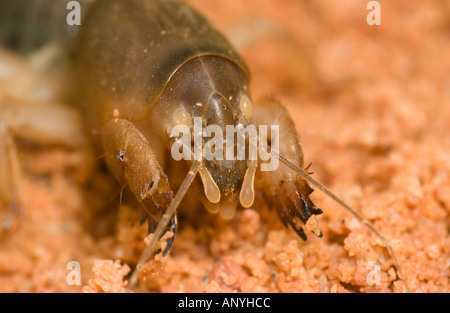 Mole Cricket (Gryllotalpa Gryllotalpa) Graben gräbt im Sand, Doñana NP, Spanien Stockfoto