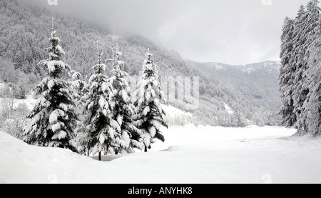 Vier schneebedeckte Tannen, Lac de Montriond, Alpen, Frankreich