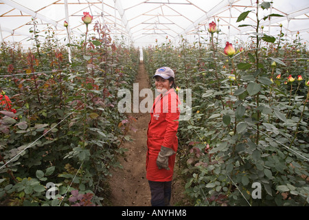 Eine kolumbianische Rosenplantage Arbeitskraft steht in einem Rosenplantage grünen Haus. Stockfoto