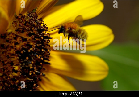 Hummel im Flug kurz vor der Landung auf einer Sonnenblume Stockfoto