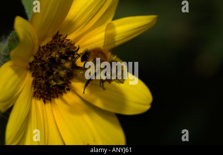 Hummel im Flug kurz vor der Landung auf einer Sonnenblume Stockfoto