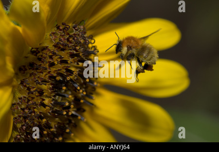 Hummel im Flug kurz vor der Landung auf einer Sonnenblume Stockfoto