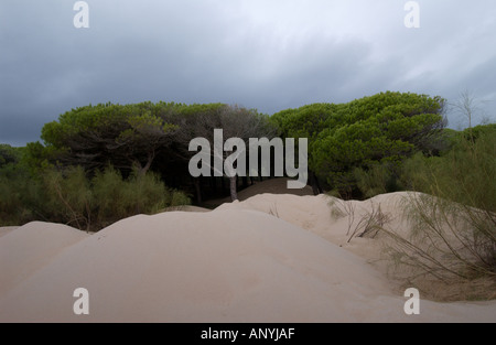 Düne reichende Pinien im Hintergrund des Strandes bewegt und ab begraben, der Strand von Maspalomas, Spanien Stockfoto