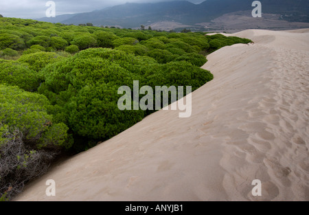 Düne reichende Pinien im Hintergrund des Strandes bewegt und ab begraben, der Strand von Maspalomas, Spanien Stockfoto
