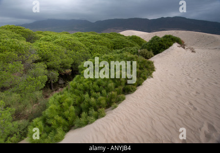 Düne reichende Pinien im Hintergrund des Strandes bewegt und ab begraben, der Strand von Maspalomas, Spanien Stockfoto