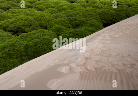 Düne reichende Pinien im Hintergrund des Strandes bewegt und ab begraben, der Strand von Maspalomas, Spanien Stockfoto