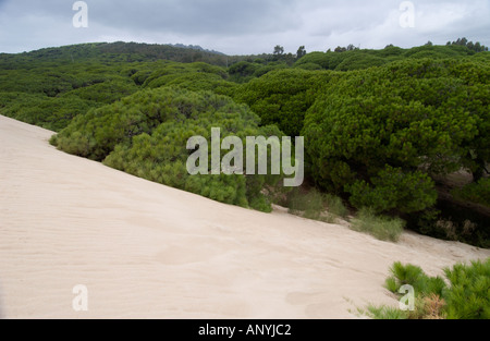 Düne reichende Pinien im Hintergrund des Strandes bewegt und ab begraben, der Strand von Maspalomas, Spanien Stockfoto