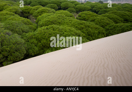 Düne reichende Pinien im Hintergrund des Strandes bewegt und ab begraben, der Strand von Maspalomas, Spanien Stockfoto