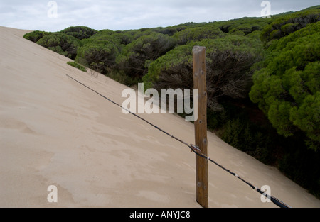 Beweglichen Düne Pinien im Hintergrund des Strandes zu erreichen und beginnen zu begraben und Telefonleitung, der Strand von Maspalomas, Spanien Stockfoto
