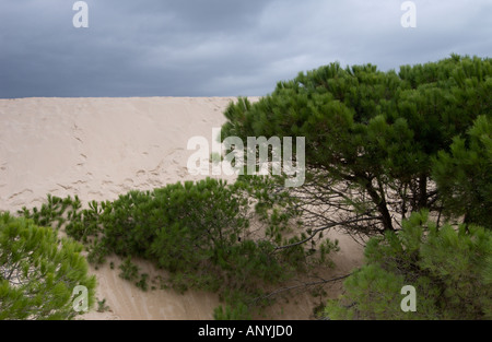 Düne reichende Pinien im Hintergrund des Strandes bewegt und ab begraben, der Strand von Maspalomas, Spanien Stockfoto