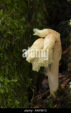 Indian Pipe (Monotropa Hypopitys) Saprophitic Pflanze, Aran-Tal, Spanien Stockfoto