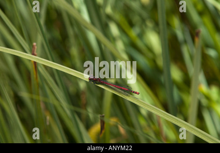 Große rote Damselfly (Pyrrhosoma Nymphula), Aran-Tal, Pyrenäen, Spanien Stockfoto