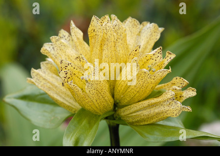 entdeckt von Enzian - Blüte / Gentiana Trommler Stockfoto