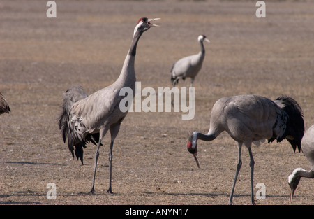 Europäischen Kraniche (Grus Grus) auf Getreide Hintergrund im Winter Gallocanta, Spanien Stockfoto