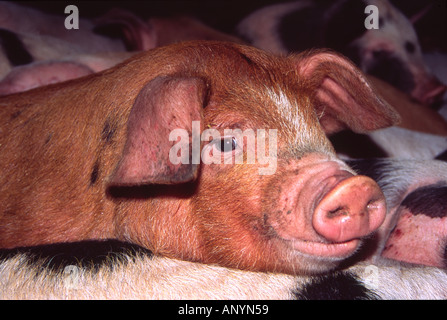 Ingwer-Ferkel liegen ihr Kinn über andere Schweine Rücken Stockfoto