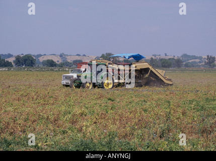 Mexikanische Landarbeiter fahren eines LKW und Mähdrescher, wie sie Kartoffeln in einem großen Feld in Vail im östlichen Oregon ernten Stockfoto