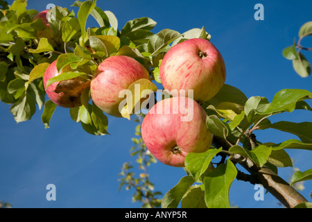 DIE REIFEN ÄPFEL ON TREE IN APPLE ORCHARD UK Stockfoto