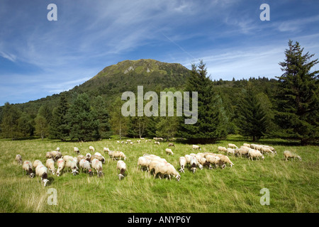 Eine umfangreiche Schafzucht (Ovis Aries) am Puy de Dôme Vulkan Fuß. Elevage Extensif d'ovins au pied du Volcan Puy-de-Dôme Stockfoto