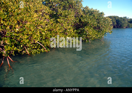 Rote Mangroven Rhizophora Stylosa an Hermite Island Montebello Barrow Inseln Marine Conservation Reserve Western Australia Stockfoto