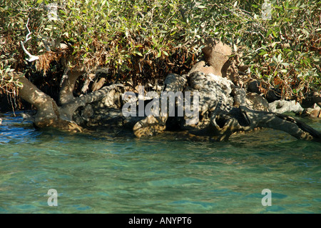 Knorrige alte weiße Mangrove Avicennia marina Stockfoto