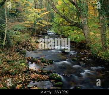 Fluss Webburn von Buckland Brücke gesehen, unmittelbar bevor es verbindet den Fluss Dart. In der Nähe von Buckland im Moor, Nationalpark Dartmoor, Devon. Stockfoto