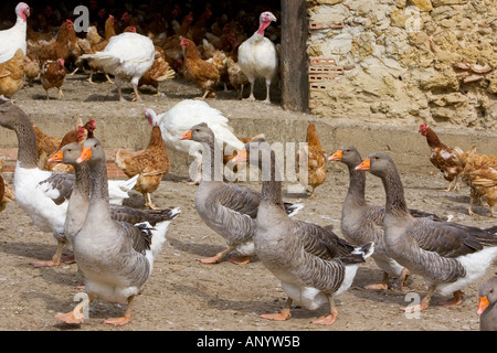 Gänse Hühner und Puten Gascogne Frankreich freie Auswahl Vögel können gefährdet sein, wenn Avian Flu Vogelgrippe-Virus breitet sich Stockfoto