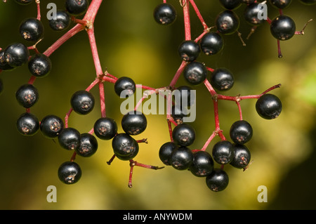 Ältere (Sambucus Nigra) Beeren, Nahaufnahme Stockfoto