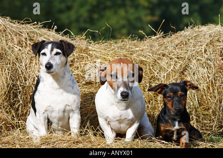 Jack Russell Terrier sitzt auf einem Bett aus Heu England United Kingdom Stockfoto