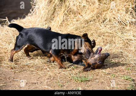 Black And Tan Jack Russell Welpen kämpfen auf einem Bett aus Heu England United Kingdom Stockfoto