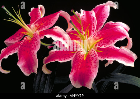 Rosa Stargazer Lilien auf schwarzem Hintergrund Stockfoto