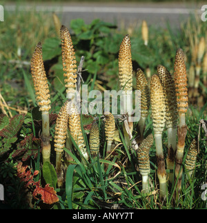 Gewöhnlicher Schachtelhalm (Equisetum arvense), nicht-photosynthetisch, sporenhaltig, fruchtbare Triebe oder Stängel am Straßenrand im Frühjahr Stockfoto