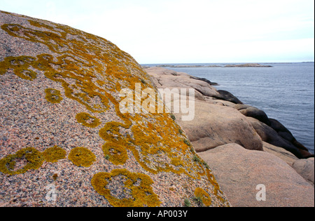 Xanthoria Parietina wächst auf rosa Granit aus einer kleinen windigen Insel im Bohuslan, Westküste von Schweden Stockfoto