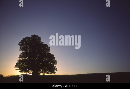 Mehrere hundert Jahre alte Lime Tree Silhouette gegen den Himmel Sonnenuntergang Stockfoto