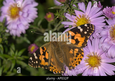 Distelfalter Schmetterling (Vanessa Cardui), auf Bergaster Stockfoto