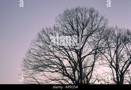 Teil einer mehrere hundert Jahre alten Linde vor dem Himmel Stockfoto