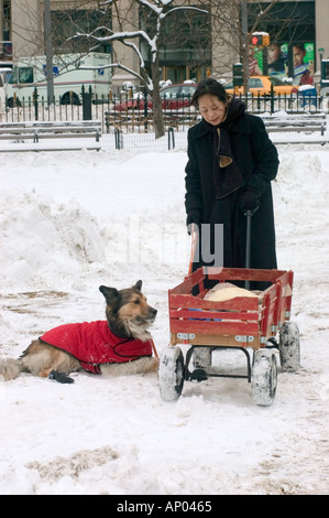 Eine Frau Deutscher Schäferhund RED WAGON spielen im frisch gefallenen Schnee in einem MANHATTAN PARK NEW YORK NEW YORK USA Stockfoto