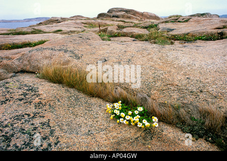 Gletschern geformten Granitinsel Vasholmarna (Vas-Inseln), Bohuslan, Schweden Stockfoto