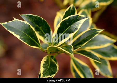 ILEX AQUIFOLIUM BOKRIJK Stockfoto