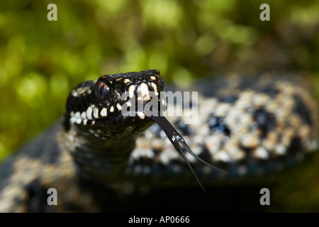 Kreuzotter Vipera Berus Kopf geschossen mit Zunge streichen Stockfoto