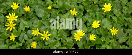 Kleinen Schöllkraut Ranunculus Ficaria in Blume Potton bedfordshire Stockfoto