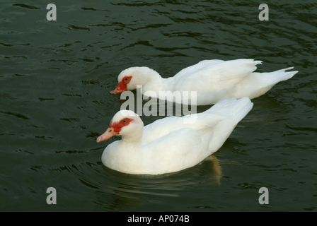 Frankreich-Provence-paar weibliche weiße Enten auf dem Wasser Stockfoto